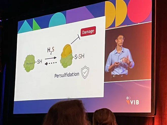 Explaining the thiol protection mechanism